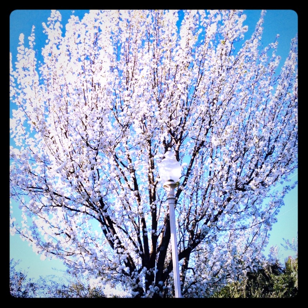 Meet your Posher, Annie